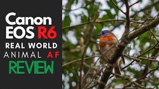 Canon EOS R6 - Real World Animal Autofocus Review