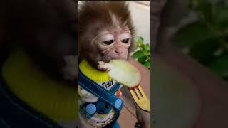 baby monkey #shorts #look #animals