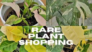 Shop with Me | RARE Plant Finds | Tagawa Gardens | Centennial, Colorado