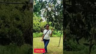 Dil khogaya️️ #bollywood #youtubeshorts #tranding #nature #mango #viral #mou #viralshorts