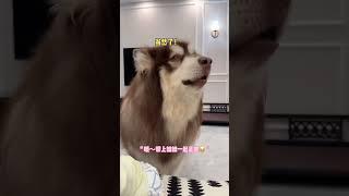 想出去玩的心情达到了顶峰，一说出去就迫不及待啦#阿拉斯加 #dog #狗狗 #宠物 #pets