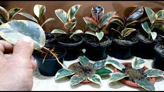 How to grow Ficus Elastica from single leaf