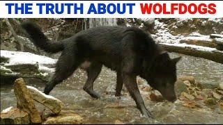 The Truth About Owning a Wolfdog