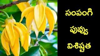 Importance of Sampangi Flower