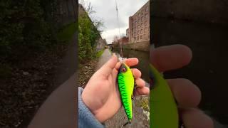 Bass fishing!! Swimbait fishing lure, casting, bait fishing, angaler fishing, surfcasting, soft bait