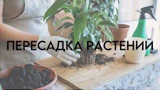 ПРАВИЛА ПЕРЕСАДКИ РАСТЕНИЙ