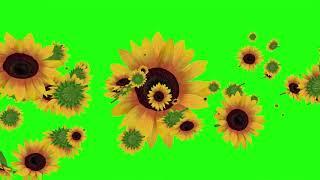 Sun flower green screen effect | no copyright