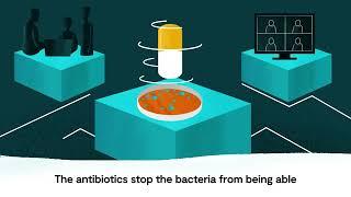 How do antibiotics kill bacteria - and how do superbugs become so resistant?