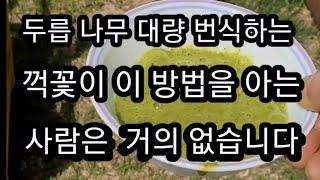 두릅 나무  꺽꽃이 대량 번식 실패없는 방법 실험  ( 3 ~ 4 월달  )  적기 입니다