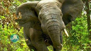 IFAW Forest Elephant Rescue - Côte d'Ivoire 2014. Teaser