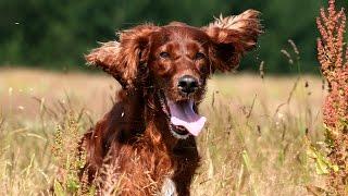 Irish Red Setter - DOG LOVERS