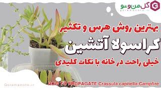 تکثیر و هرس کردن کراسولا آتشین (کمپ فایر) در خانه - Crassula capitella