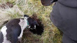 Fox Control with Jack Russell Terriers Scotland