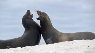 Sea lions fighting - Galápagos