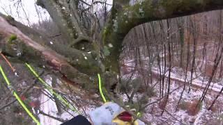 Tree Climbing Germany