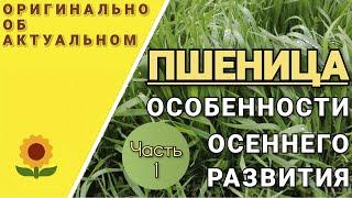 Повышение урожайности озимой пшеницы. Какие предшественники следует выбирать