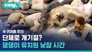 Puppy Kindergarten where dogs take nap? / VIDEOMUG