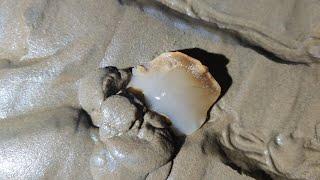 Conch Showing Sharp Horns