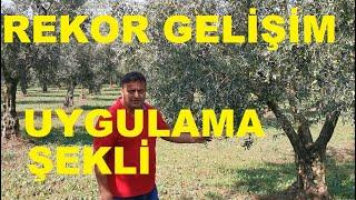 Zeytin Ağaçlarında Rekor Gelişim Uygulama Şekli  - Ağaçlarda Uygulaması