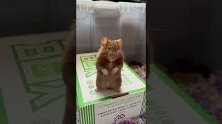 Cute hamster but not smart hamster - fail