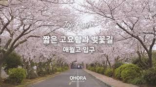 [4k] 오호라 제주 벚꽃풍경 애월고 벚꽃나무 로케이션 영상 (2020)