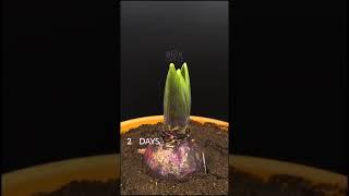 Hyacinth plant time lapse #shorts