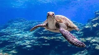 Visiting Tokyo's Hawaii, a Hidden Island with Sea Turtles | Hachijojima Island LAVA SAUNA & VILLA