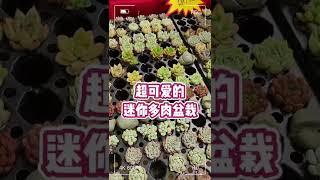 周末在家没事做？不如揪朋友一起到每周末都会举办各种活动和市集的Hin Market逛逛吧【Hin Bus Market】#knewbii #knewbii文青 #打卡 #市集