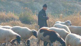 Kürtçe Dengbeji Dertli Acıklı Stran kurdi...!!! Köy Manzaralı Uzun Havalar️