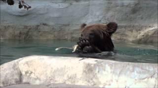 Playful Grizzly Bears