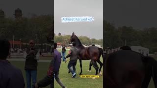 Stallion Abhijeet #marwarihorse #horse #stallion #shorts
