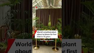 Corpse flower set to bloom at Sydney's Royal Botanic Garden