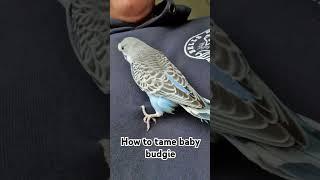 how to tame baby budgie #budgie #bird #tamed #budgies #fun #cute #baby