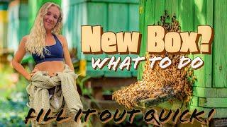 HOW To Draw Out The Box You Just Added FAST! / Beekeeping 101 #beekeeping