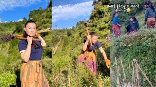 Ajako kam Makaiko jara nikalne | मेरो भदैनी टोलिको पारा बुझिन । barpak village | Miragrgnewvlog।