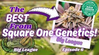 THE BEST FROM SQUARE ONE GENETICS!  |  BIG LEAGUE  |  EPISODE 6