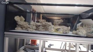 Live aquascaping with Rico's Aquariums