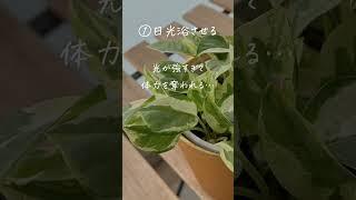 観葉植物が弱っている時にやってはいけないこと！ #インテリアグリーン #観葉植物 #観葉植物のある暮らし #観葉植物の育て方 #観葉植物育て方 #水やり #葉水