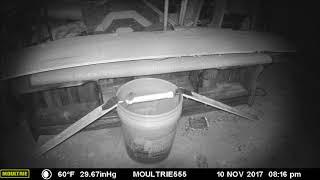 Rolling Log PVC Bucket Mouse Trap in Action