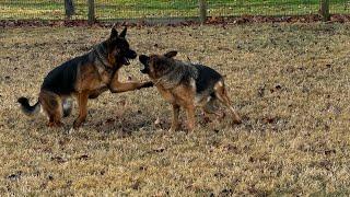 A couple of German Shepherds running around