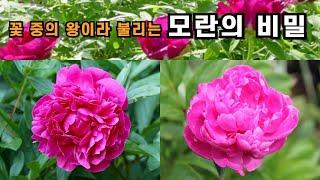 꽃 중의 왕이라 불리는 모란의 비밀