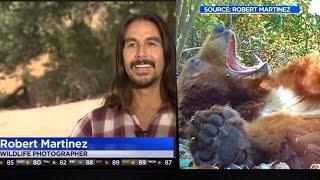 Wilford The Bear And Parliament Of Owls On CBS News In Los Angeles