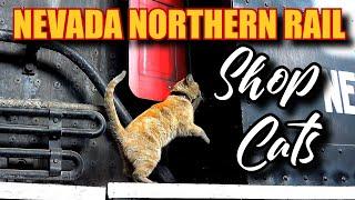 Nevada Northern Railway Cats Engine House, Dirt Junior R2D3 Kennecatt No. 43 weld firebox, cat video