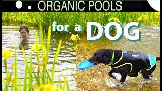 How to Make an Organic Pool for a DOG