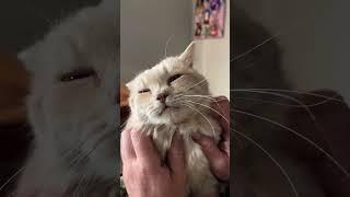 How Cats Show Their Love : @FelineFunhousee  #cattube #funnycat