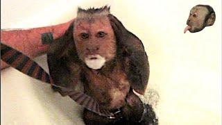Monkey Mondays with MonkeyBoo "Bath Time"