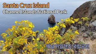 캘리포니아 여행 산타 크루즈 섬 Santa Cruz Island