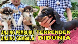 TERPENDEK Di Dunia : Anjing Pemburu & Anjing Gembala - Miniature Dachshund & Pembroke Welsh Corgi