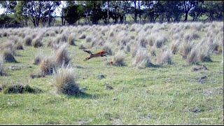 Driven Fox Hunt with Beretta Silver Pigeon 12G with Jagd Terriers, Jack Russels Victoria 04/08/2024