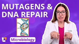 Mutagens & DNA Repair: Microbiology Genetics Pre-Nursing / Med & Health Field Careers | @LevelUpRN